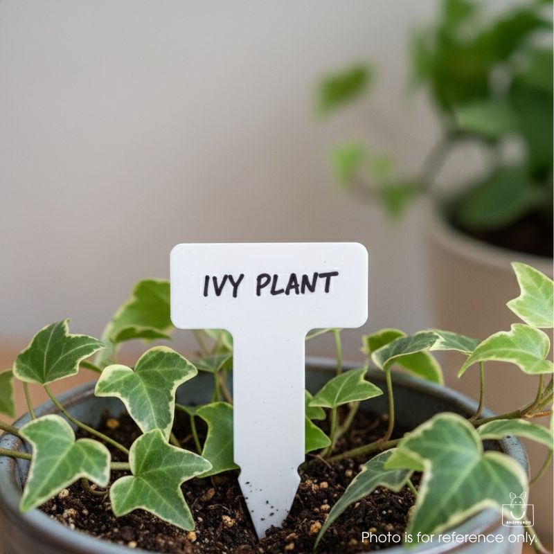 T-shape white plant name tag labeled “IVY PLANT” inserted in a potted ivy, close-up, polypropylene label 49×79 mm.