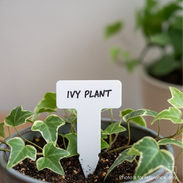 T-shape white plant name tag labeled “IVY PLANT” inserted in a potted ivy, close-up, polypropylene label 49×79 mm.
